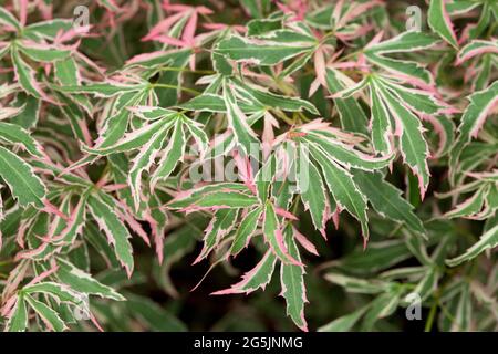 Acer palmatum 'marlo' Banque D'Images