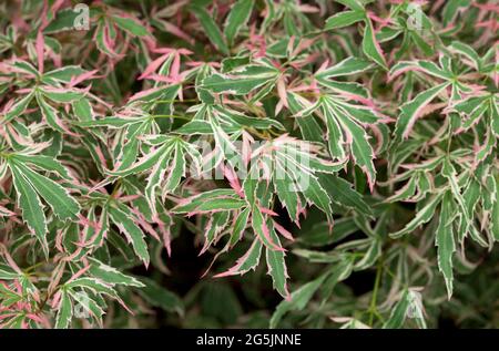 Acer palmatum 'marlo' Banque D'Images