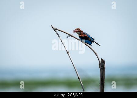 Un kingfisher à gorge blanche sur son perchoir - Kumarakom, Kerala Banque D'Images