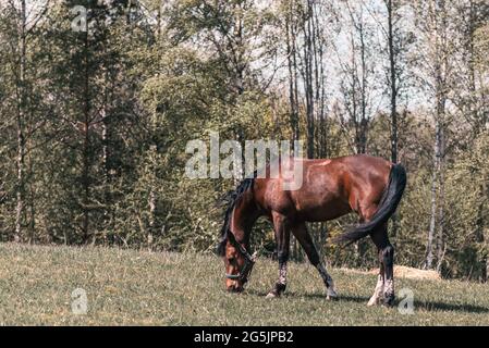 Magnifique cheval brun gracieux, châtaignier dans le champ de prairie. Le cheval mange l'herbe. Ambiance de campagne tranquille.jour ensoleillé d'été ou de printemps.tonicité. Banque D'Images