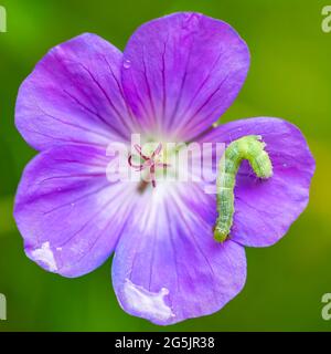 Une chenille verte sur une fleur pourpre, insecte coloré dans le jardin Banque D'Images