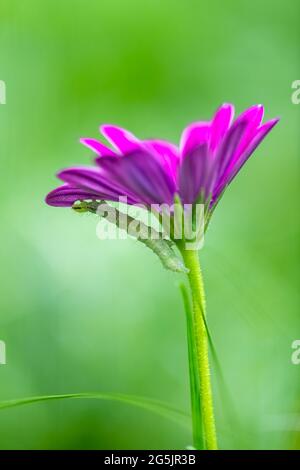 Une chenille verte mangeant une fleur pourpre, insecte coloré dans le jardin Banque D'Images