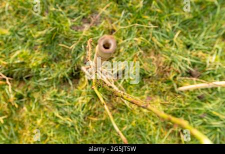 Plantation de haies et d'arbres avec des espèces indigènes dans le cadre d'un projet de flétrissement Banque D'Images