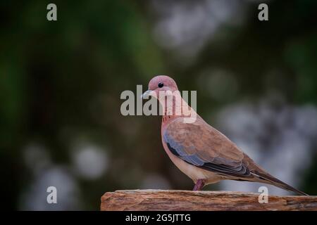 Dove riant (Stretopelia senegalensis) perchée sur un morceau de pierre. Banque D'Images