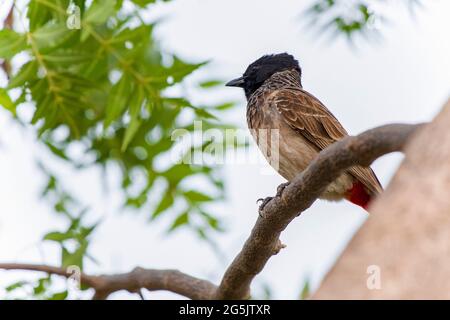 Le Bulbul à ventilation rouge (Pycnonotus cafer) perching sur la branche des arbres. Banque D'Images