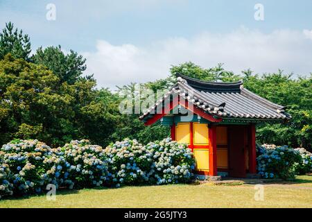 Jardin de fleurs de l'étang de Honinji Hydrangea à l'île de Jeju, en Corée Banque D'Images