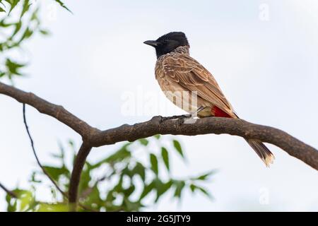 Le Bulbul à ventilation rouge (Pycnonotus cafer) perching sur la branche des arbres. Banque D'Images