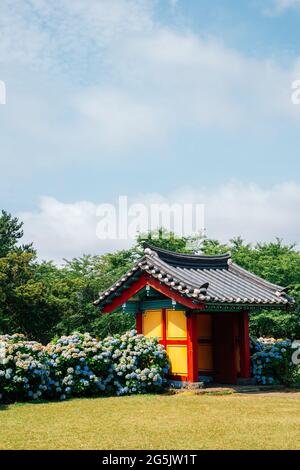 Jardin de fleurs de l'étang de Honinji Hydrangea à l'île de Jeju, en Corée Banque D'Images