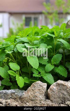 Baume de citron ou Melissa officinalis - espèces de plantes aromatiques vivaces dans la famille de la menthe poussant à l'extérieur dans le jardin, plante médicinale et de miel. Banque D'Images