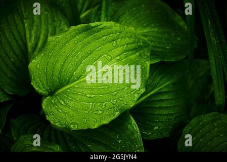 Feuilles vertes avec gouttes de pluie sur fond sombre. Banque D'Images
