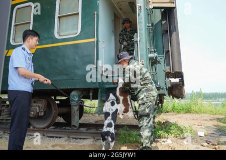 Harbin, Chine. 28 juin 2021. Les chiens de police suivent des formations à la base de formation de Harbin, Heilongjiang, Chine, le 28 juin 2021.(photo de TPG/cnschotos) Credit: TopPhoto/Alay Live News Banque D'Images