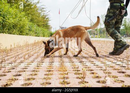 Harbin, Chine. 28 juin 2021. Les chiens de police suivent des formations à la base de formation de Harbin, Heilongjiang, Chine, le 28 juin 2021.(photo de TPG/cnschotos) Credit: TopPhoto/Alay Live News Banque D'Images