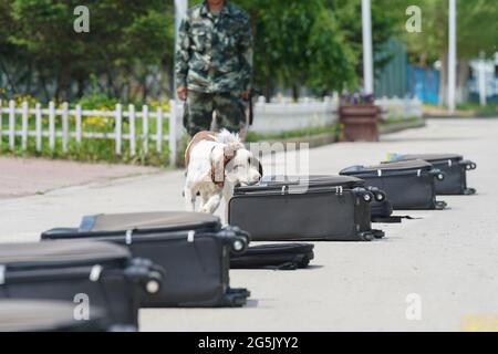 Harbin, Chine. 28 juin 2021. Les chiens de police suivent des formations à la base de formation de Harbin, Heilongjiang, Chine, le 28 juin 2021.(photo de TPG/cnschotos) Credit: TopPhoto/Alay Live News Banque D'Images