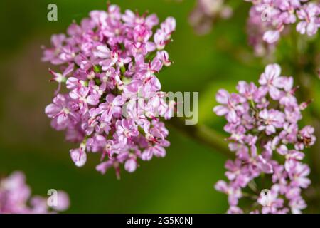 Chaérophyllum hirsutum 'Roseum', cerfeuil poilu 'Roseum', floraison abondante à la fin du printemps Banque D'Images