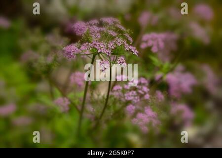 Chaérophyllum hirsutum 'Roseum', cerfeuil poilu 'Roseum', floraison abondante à la fin du printemps Banque D'Images