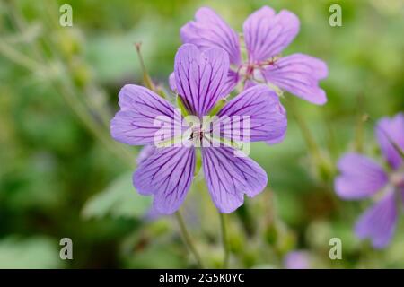 Le géranium 'Philippe Vapelle' affiche des fleurs bleu lavande caractéristiques. Un hybride, synonyme Geranium renardii 'Philippe Vapelle' Banque D'Images
