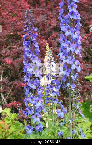 Jardin d'été avec des delphiniums sous-plantés de menthe Nepeta Walker basse contre des feuilles rouges sombres de Berberis Rose Glow Banque D'Images