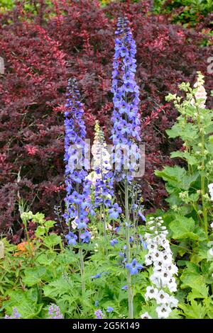 Jardin d'été avec des delphiniums sous-plantés de menthe Nepeta Walker basse contre des feuilles rouges sombres de Berberis Rose Glow.ROYAUME-UNI Banque D'Images