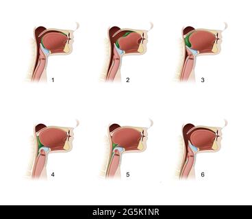 Pharynx. Processus de déglutition Banque D'Images