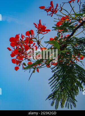 Caesalpinia pulcherrima rouge branche de fleur de paon accrochée à l'arbre dans le ciel bleu Banque D'Images