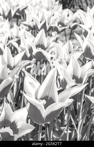 Photo en noir et blanc de nombreux tulipes et jonquilles dans le parc de tulipes de Keukenhof, à Lisse, Hollande-Méridionale Banque D'Images