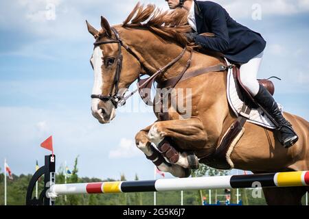 Sports équestres photo-thème: Le saut à cheval, le saut de spectacle, l'équitation. Banque D'Images