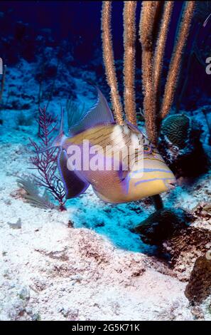 Grand lit de garde de triggerfish, Provo, îles Turks et Caicos Banque D'Images