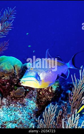 Grand lit de garde de triggerfish, Provo, îles Turks et Caicos Banque D'Images