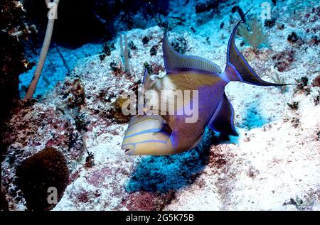 Grand triggerfish (Balistes vetula) gardien de nid, Provo, îles Turques et Caïques Banque D'Images