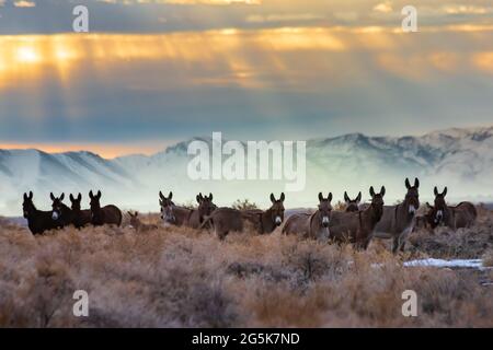 Burros sauvages devant des rayons lumineux dynamiques qui traversent les nuages. Photographié dans le haut désert du comté de Lassen, Californie, États-Unis. Banque D'Images