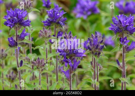 Campanula glomerata ou fleurs en grappe Banque D'Images