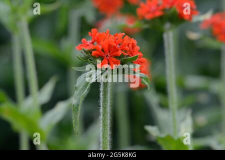 Lychnis chalcedica fleur Maltais Croix feuilles ovales avec vermilion rouge vif fleurs Banque D'Images