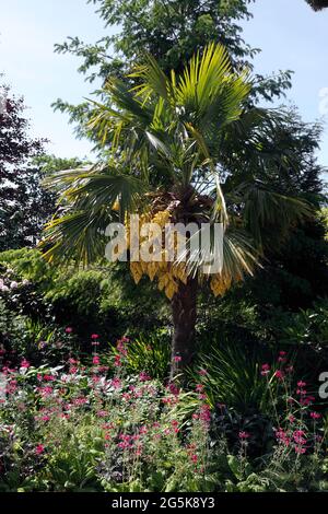 TRACHYCARPUS FORTUNEI. PALMIER CHUSAN EN FLEUR Banque D'Images