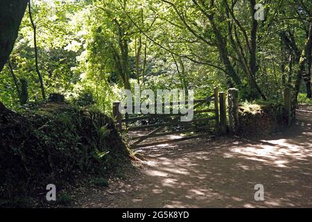 PITTORESQUE COUNTRY LANE. CORNWALL ROYAUME-UNI Banque D'Images