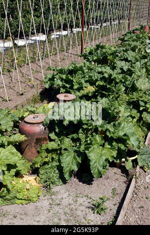 RHEUM. RHUBARB TIMPERLEY TÔT Banque D'Images