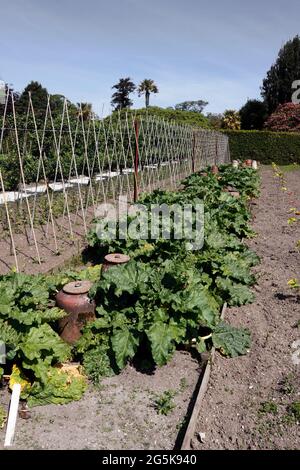 RHEUM. RHUBARB TIMPERLEY TÔT Banque D'Images