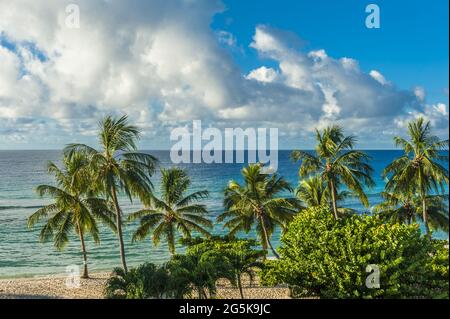 Palmiers sur la plage de sable blanc et une mer turquoise sur une île des Caraïbes de la Barbade Banque D'Images