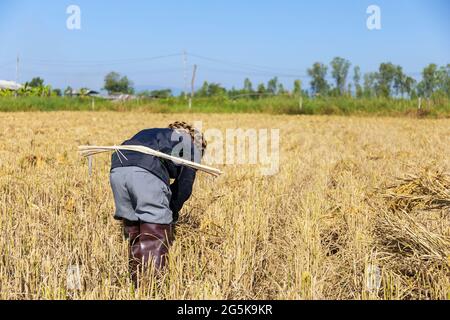 les semis de riz sont prêts à être plantés avec un foyer mou et sur la lumière en arrière-plan Banque D'Images