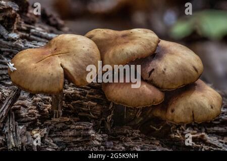 Champignons poussant sur une bûche déchue le long de la piste Wolf Creek Trail à Banning State Park, grès, Minnesota, États-Unis. Banque D'Images