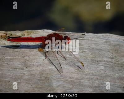 Libellule rouge sur un arbre sec Banque D'Images