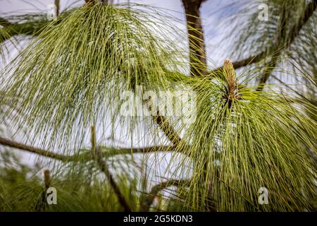 PIN épineux (Pinaceae Pinus Devoniana 'Ocote') Banque D'Images