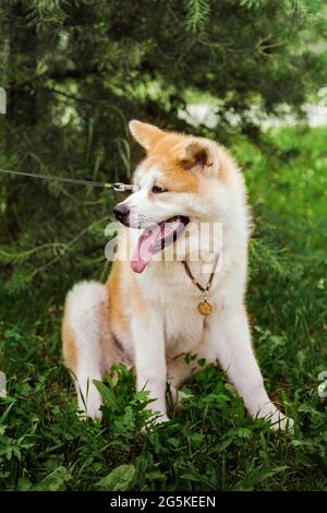 Chien Akita Inu assis heureux dans la forêt verte Banque D'Images