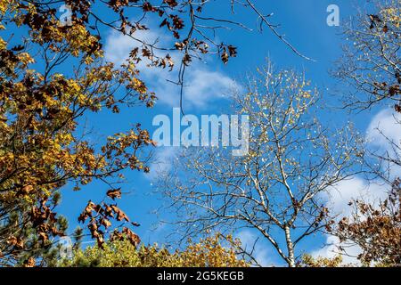 Des arbres d'automne colorés contre un ciel bleu vif dans Banning State Park, grès, Minnesota États-Unis. Banque D'Images