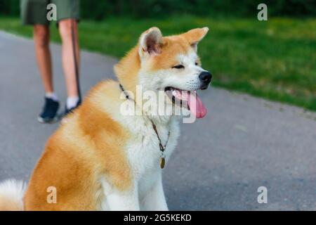 Le chien Akita be est assis sur une route d'asphalte grise près d'une pelouse verte Banque D'Images