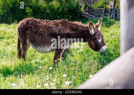 Photo générale d'un âne brun paissant dans une ferme des Asturies. La photo est prise en format horizontal et possède un cadre naturel hors foyer avec TH Banque D'Images