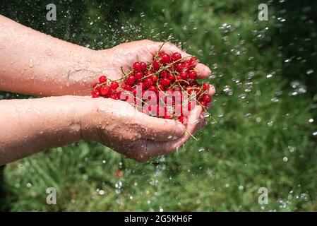 Groseilles rouges dans les mains d'une femme âgée sous l'eau courante, à l'extérieur, en gros plan, en gros plan. Banque D'Images