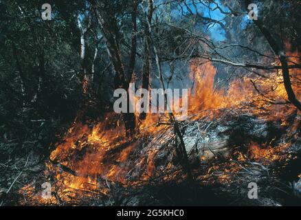 Australie. Nouvelle-Galles du Sud. Parc national Royal. Feu de Bush. Banque D'Images