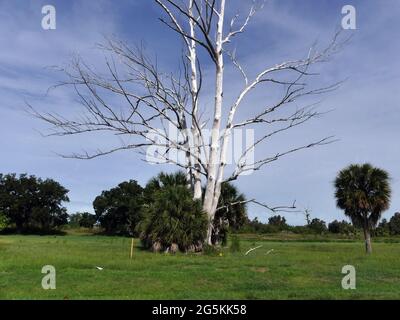 Sarasota, Floride, États-Unis. 23 juin 2021. Le County Forest Preserve District insiste sur le fait qu'un visiteur du parc pour chiens a fait plus de mal que de bien en essayant d'aider certains arbres endommagés. Crédit : John Marshall Mantel/ZUMA Wire/Alay Live News Banque D'Images