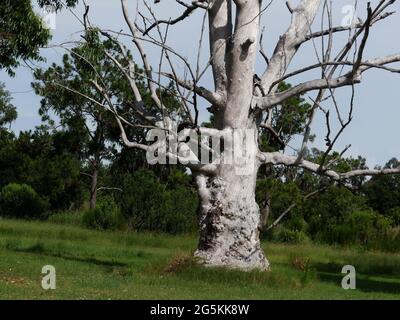 Sarasota, Floride, États-Unis. 23 juin 2021. Le County Forest Preserve District insiste sur le fait qu'un visiteur du parc pour chiens a fait plus de mal que de bien en essayant d'aider certains arbres endommagés. Crédit : John Marshall Mantel/ZUMA Wire/Alay Live News Banque D'Images