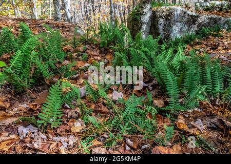 Fougères poussant dans les bois près de la roche et des feuilles d'automne tombées dans Banning State Park, grès, Minnesota États-Unis. Banque D'Images